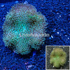 Toadstool Mushroom Leather Coral Indonesia (click for more detail)