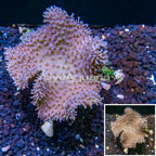 Toadstool Leather Coral Vietnam (click for more detail)