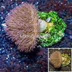 Toadstool Mushroom Leather Coral Indonesia (click for more detail)