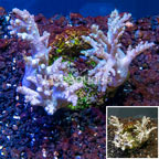 Sinularia Leather Coral Indonesia (click for more detail)