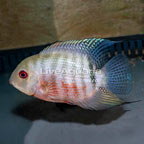 Tiger Severum Curare Cichlid (click for more detail)