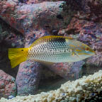 Marble Hortulanus Wrasse (click for more detail)