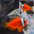 Tomato Clownfish (click for more detail)