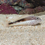 Freckled Hawkfish  (click for more detail)