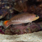 Yellow Breasted Dottyback (click for more detail)