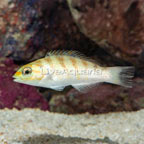 Hardwicke Wrasse  (click for more detail)