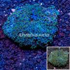 Blue Sympodium Coral Indoonesia  (click for more detail)