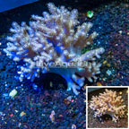 Sinularia Leather Coral Indonesia (click for more detail)