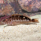 West African Hawkfish (click for more detail)