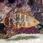 Tripletail Wrasse (click for more detail)