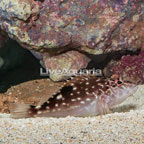 Giant Hawkfish  (click for more detail)