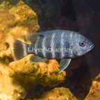 Zebra Tilapia (click for more detail)