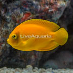 Yellow Angelfish  (click for more detail)