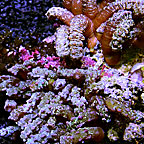 Diver's Den® Corals: WYSIWYG Polyp, Mushroom, and Soft Corals