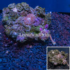 Mushroom Coral Indonesia (click for more detail)