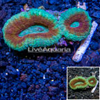 Lobed Brain Coral Australia (click for more detail)