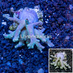 Sinularia Leather Coral Vietnam (click for more detail)