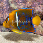 Passer Angelfish (click for more detail)