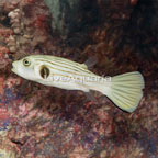 Narrow-Lined Puffer (click for more detail)