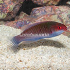 Blueside Fairy Wrasse (click for more detail)