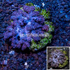 Cauliflower Colt Coral Indonesia (click for more detail)