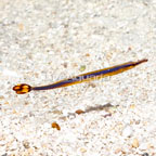 Bluestripe Pipefish EXPERT ONLY  (click for more detail)