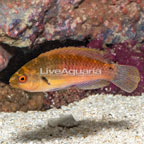 Blueside Fairy Wrasse (click for more detail)