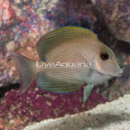 Orange Stripe Bristletooth Tang (click for more detail)