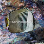 Whiteface Butterflyfish (click for more detail)