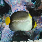 Singapore Angelfish (click for more detail)