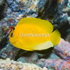 Flagfin Angelfish (click for more detail)