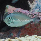 Bluespine Unicorn Tang  (click for more detail)