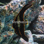 Pinnatus Batfish EXPERT ONLY (click for more detail)