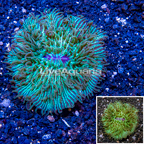 Short Tentacle Plate Coral Australia (click for more detail)