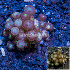 LiveAquaria® Cultured Zoanthus Coral  (click for more detail)