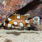 Harlequin Sweetlips (click for more detail)