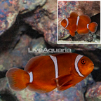 Gold Stripe Maroon Clownfish (click for more detail)