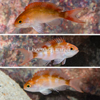 Red Bar Anthias, Trio (click for more detail)