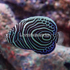 Emperor Angelfish  (click for more detail)