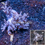 Sinularia Leather Coral Vietnam (click for more detail)