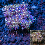 Starburst Polyps Indonesia (click for more detail)