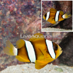 Clarkii Clownfish (click for more detail)