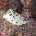 Shortnose Trunkfish EXPERT ONLY (click for more detail)