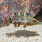 Floral Wrasse (click for more detail)