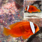 Tomato Clownfish (click for more detail)