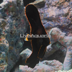 Pinnatus Batfish EXPERT ONLY (click for more detail)