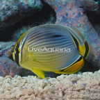 Melon Butterflyfish (click for more detail)