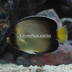 Cream Angelfish (click for more detail)