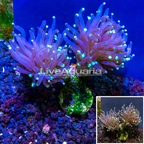 LiveAquaria® Cultured Torch Coral  (click for more detail)