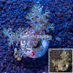 LiveAquaria® Cultured Tree Coral (click for more detail)